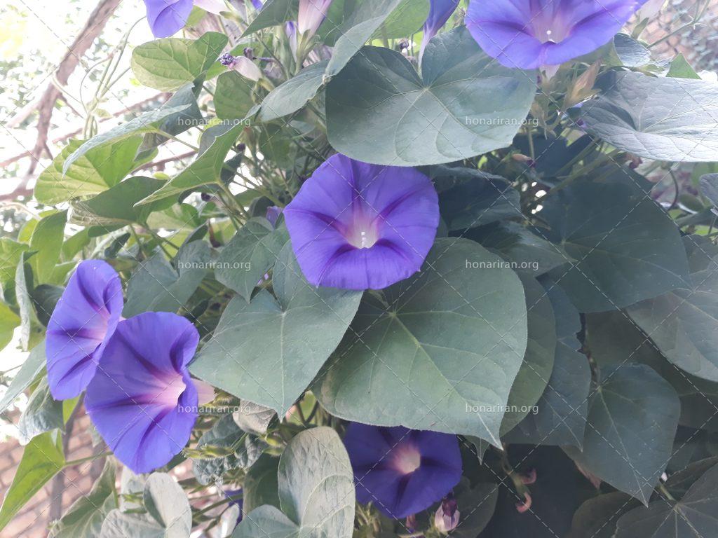قطعه عکس طبیعت زیبا