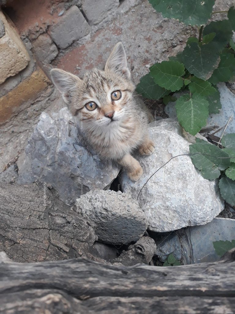 قطعه عکس گربه