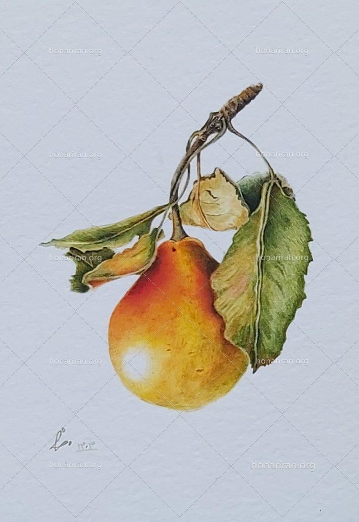 نقاشی آبرنگ گلابی