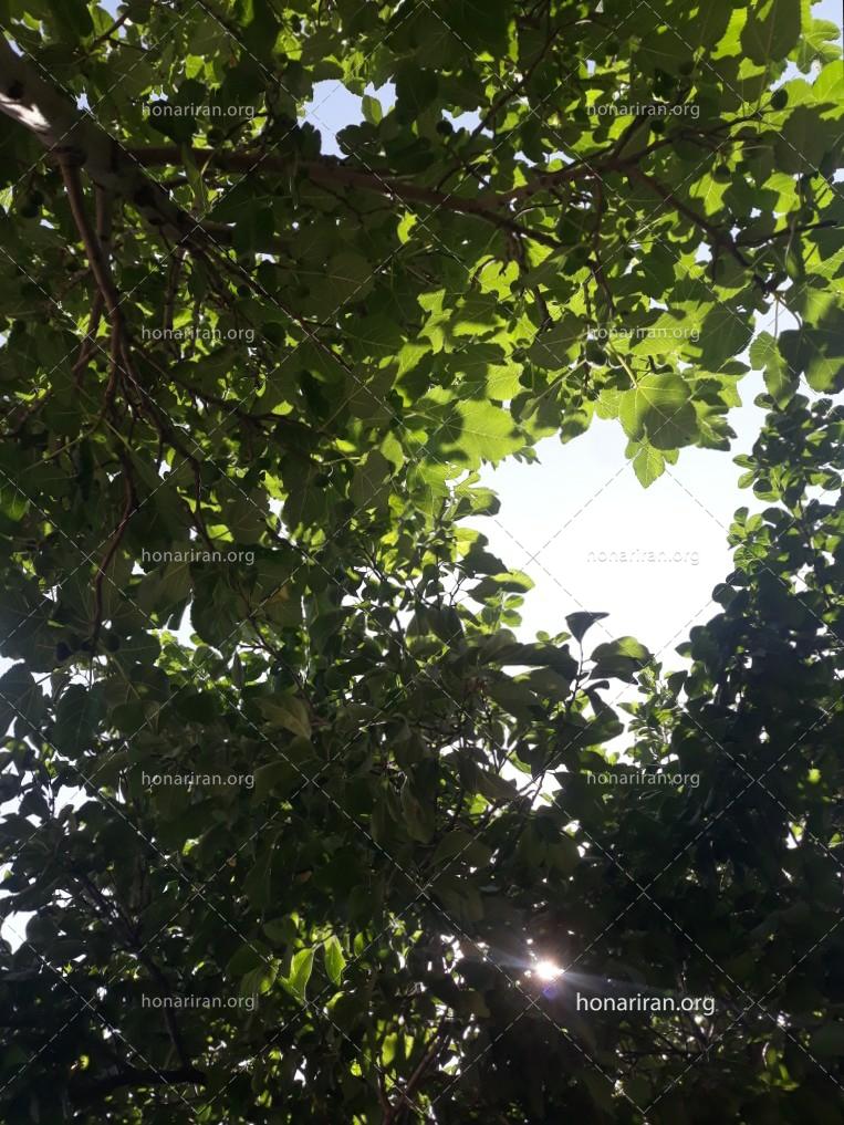 قطعه عکس طبیعت تجلی زیبایی
