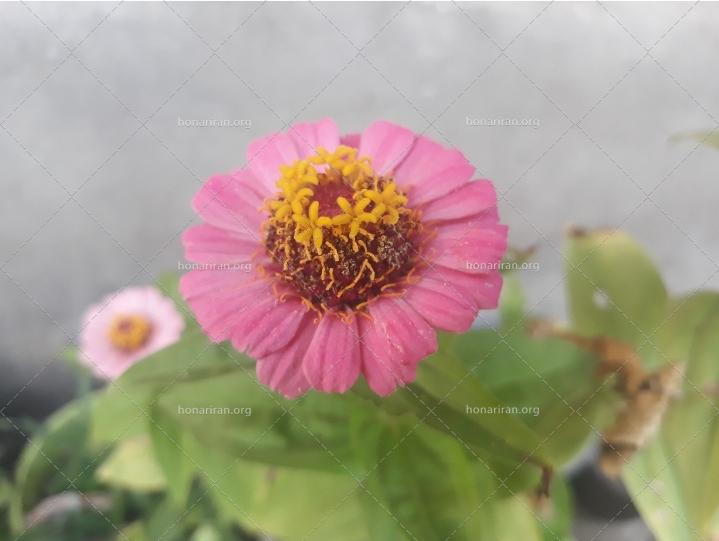 قطعه عکس گل صورتی