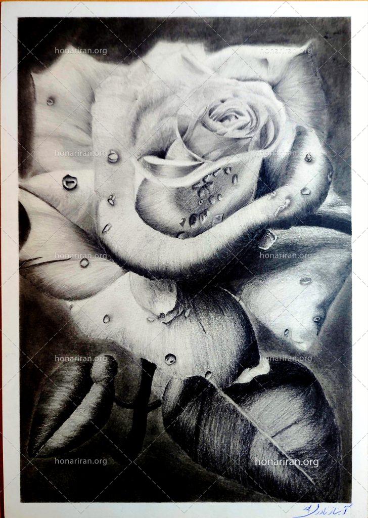 نقاشی با مداد سیاه گل رز