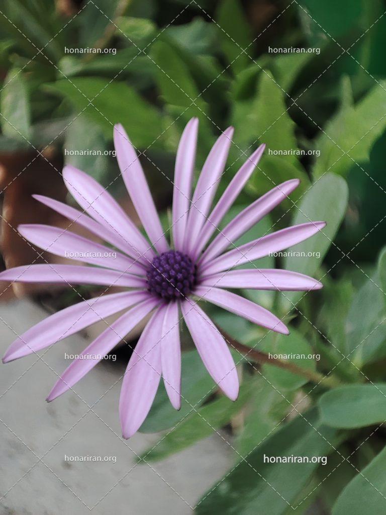 قطعه عکس گل سوسنی