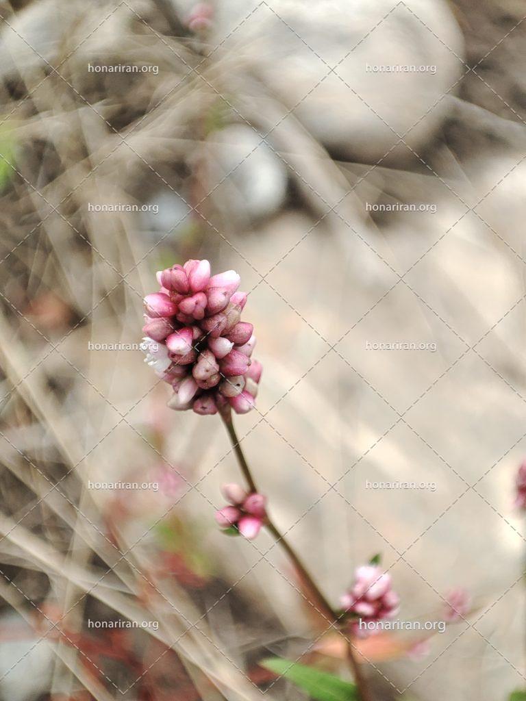 قطعه عکس گل هفت بند