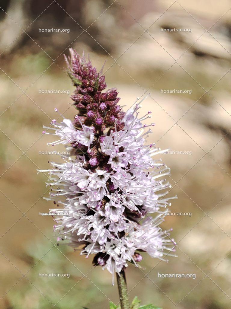 قطعه عکس گل پونه