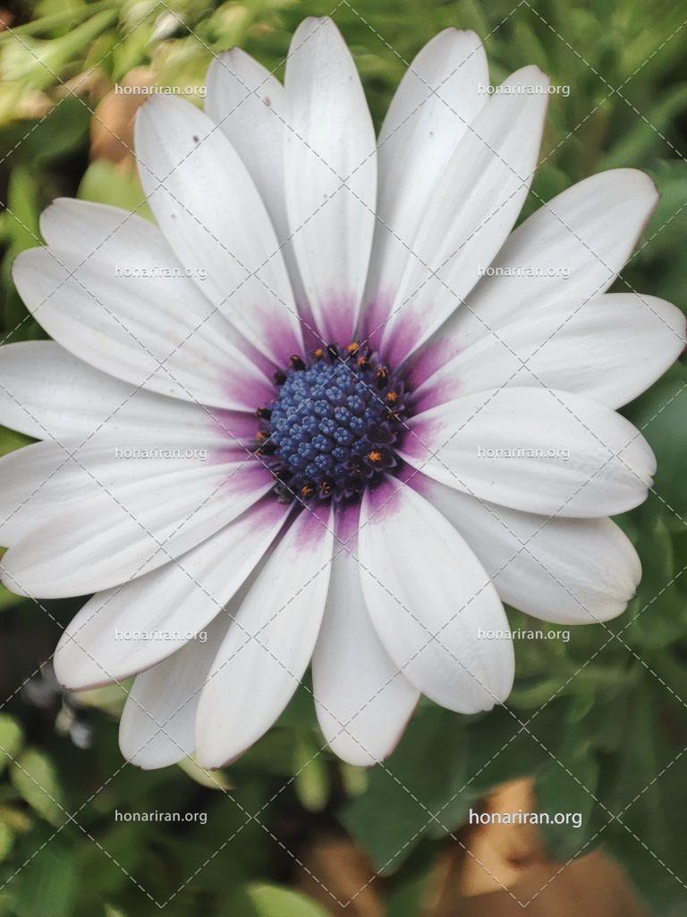 گل مینای آفریقایی