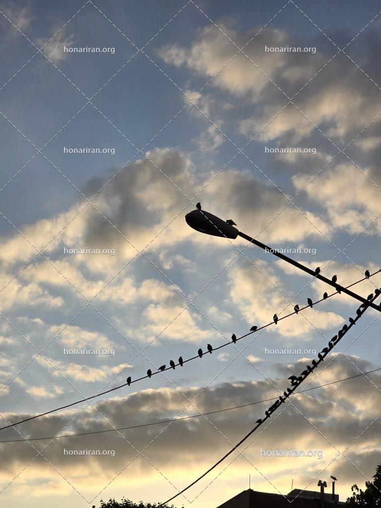 قطعه عکس دسته سار ها