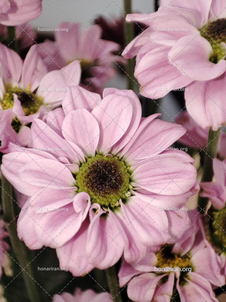 قطعه عکس تصویر گل
