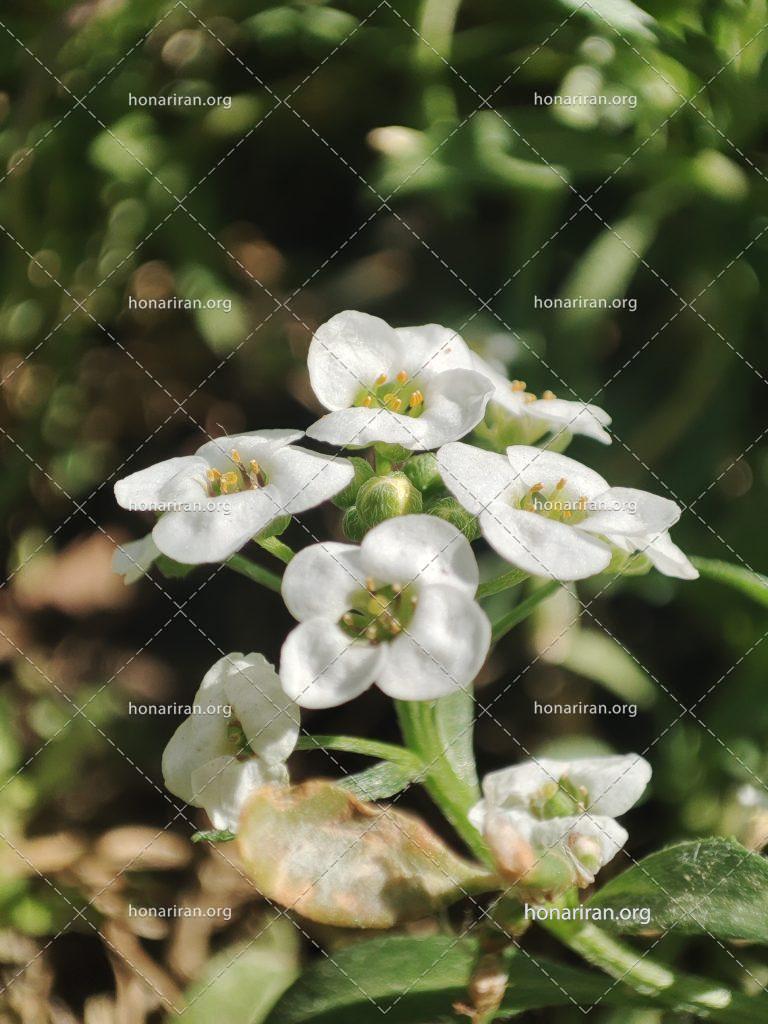 قطعه عکس گل عسل