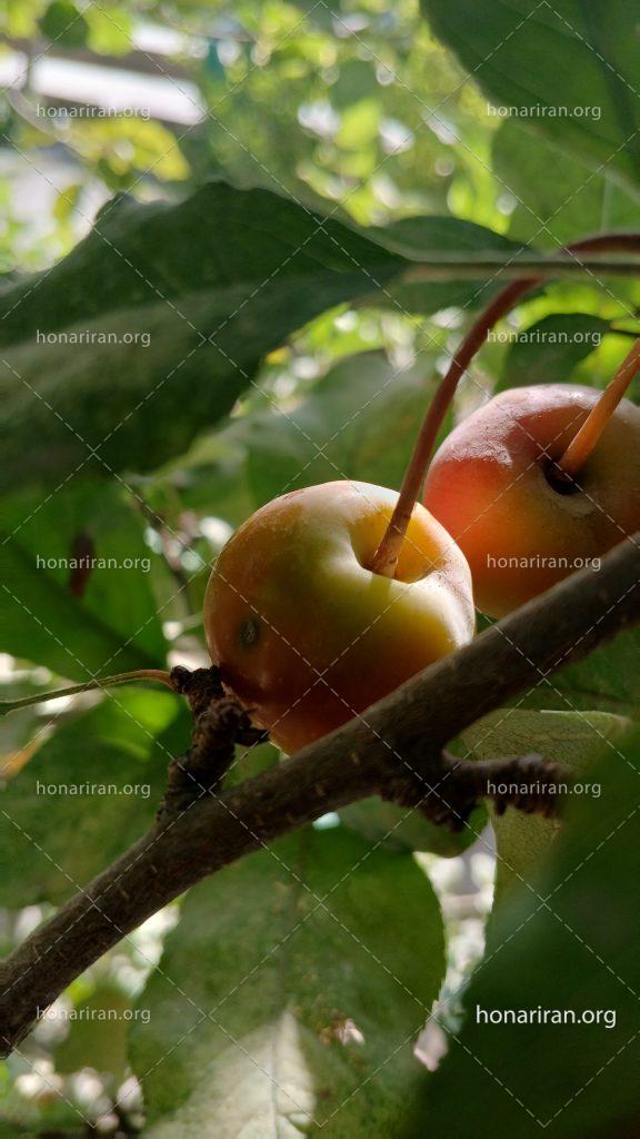 قطعه عکس سیب پاییزی