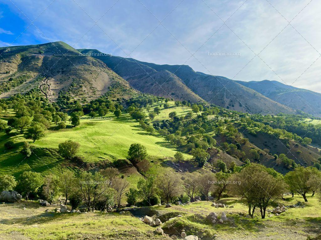 قطعه عکس جنگل بلوط