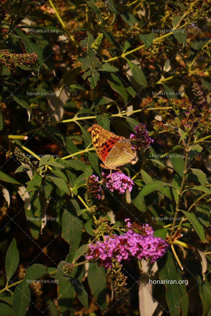 قطعه عکس پروانه، نغمه بال‌ها روی گل ها