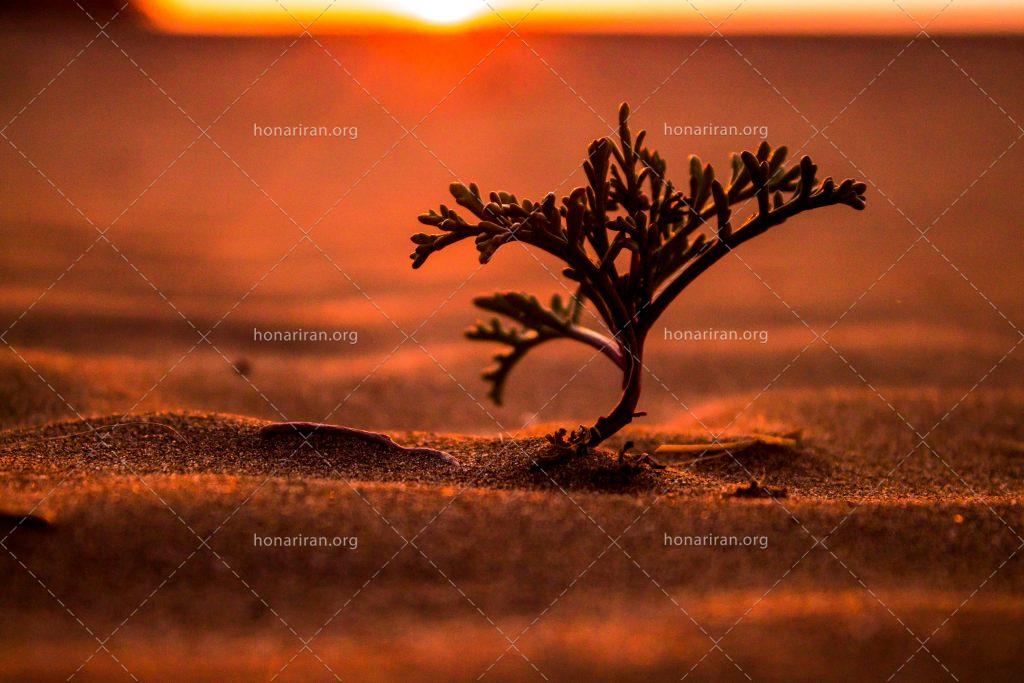 قطعه عکس گیاه مینیاتوری در شنزار ساحل