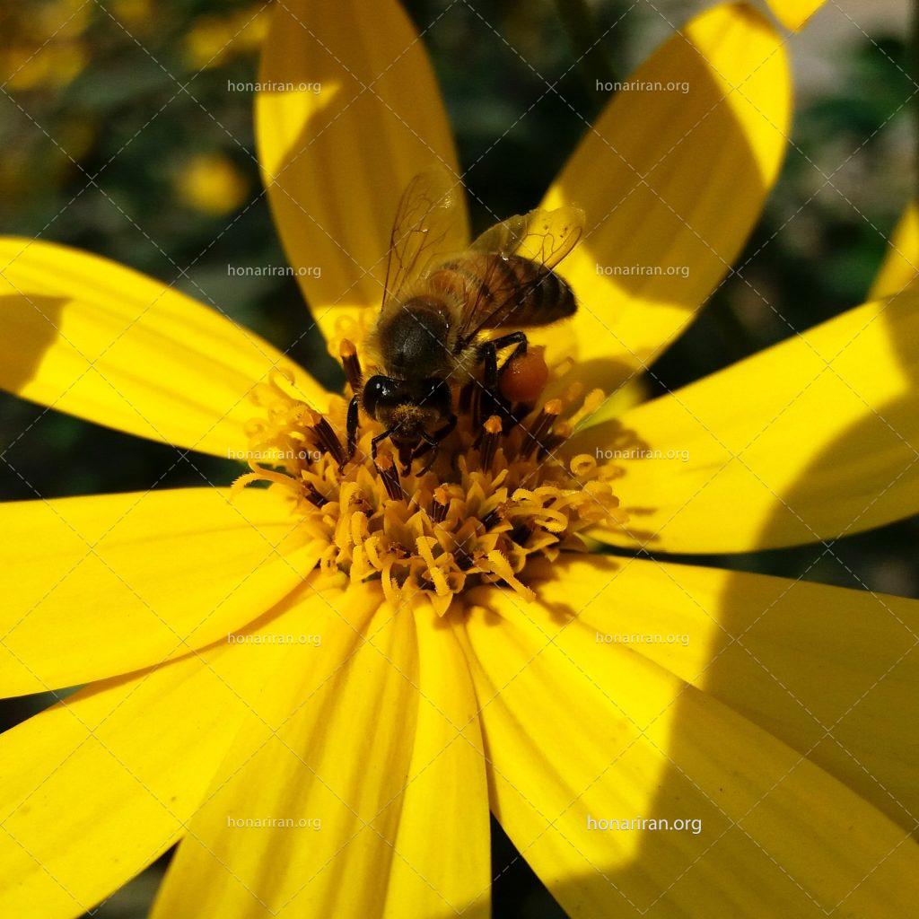قطعه عکس زنبور