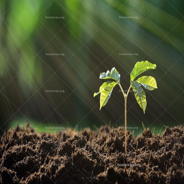 قطعه عکس نو رسیده