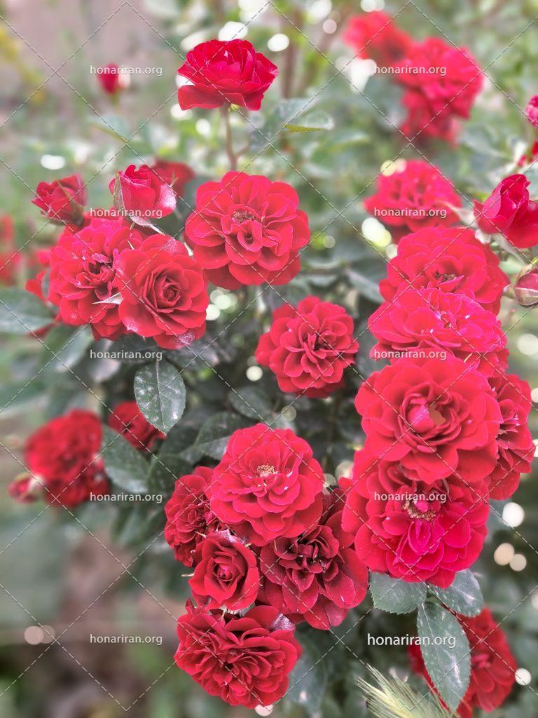 قطعه عکس گل رز