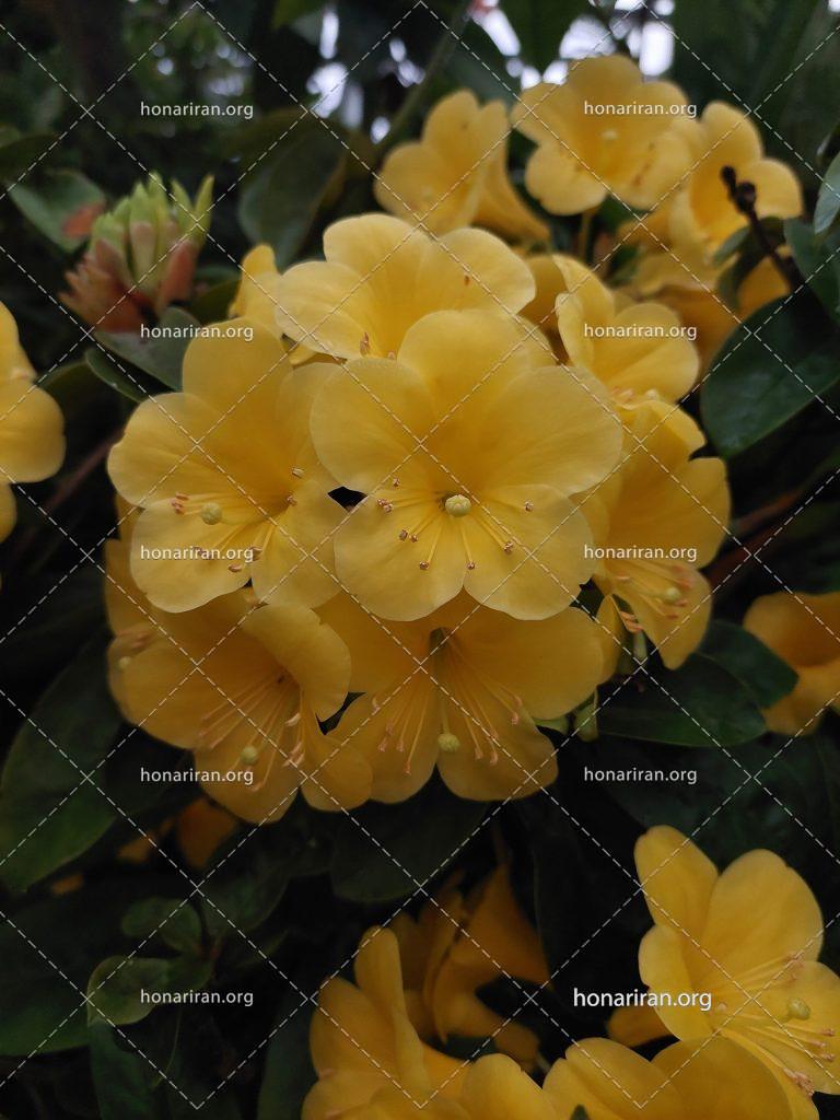 قطعه عکس گل راعی پنج پر زرد