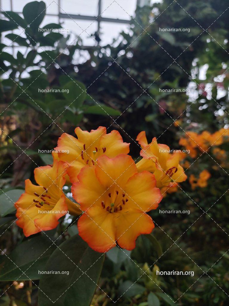 قطعه عکس آزالیا