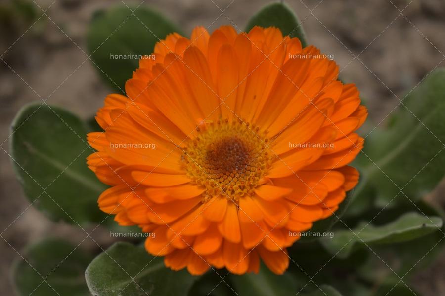 قطعه عکس گل نارنجی
