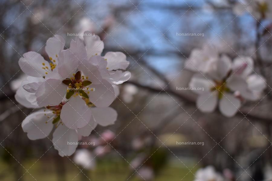 قطعه عکس شکوفه 1