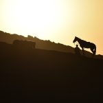 قطعه عکس سوار و اسب
