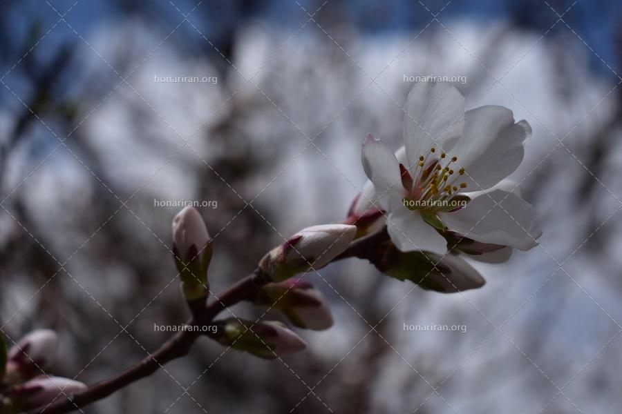 قطعه عکس شکوفه