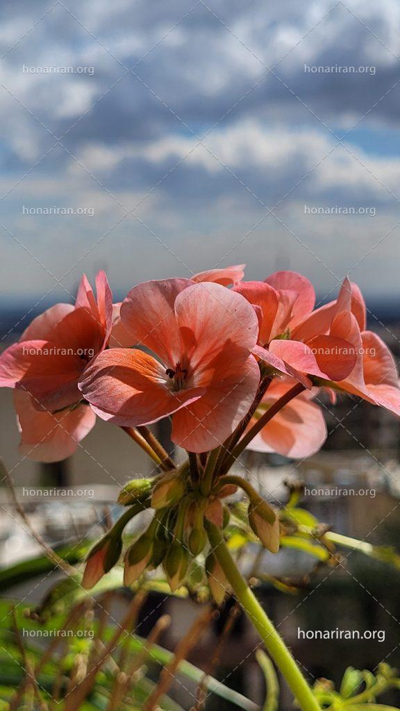 قطعه عکس گل شمعدانی