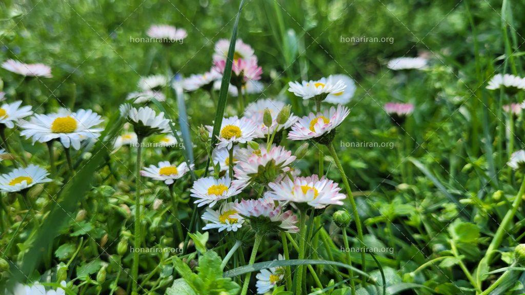 قطعه عکس گل های بهاری