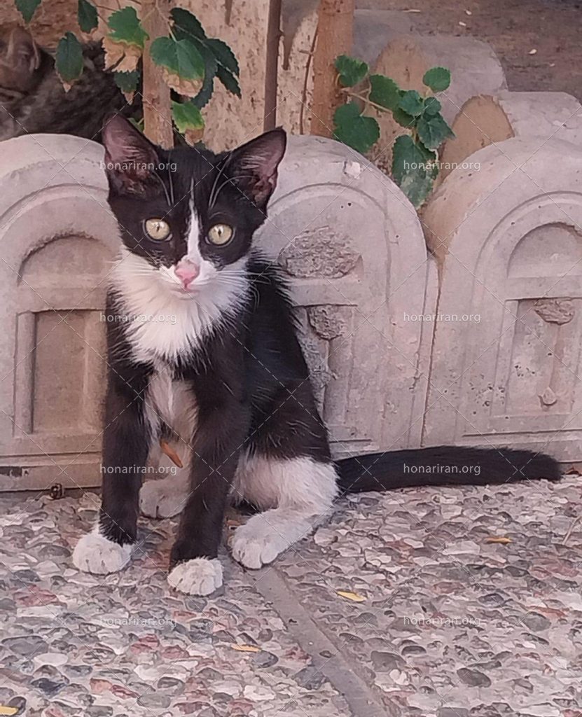 قطعه عکس حیوانات