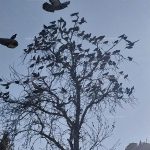 قطعه عکس رهایی