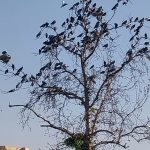 قطعه عکس رهایی