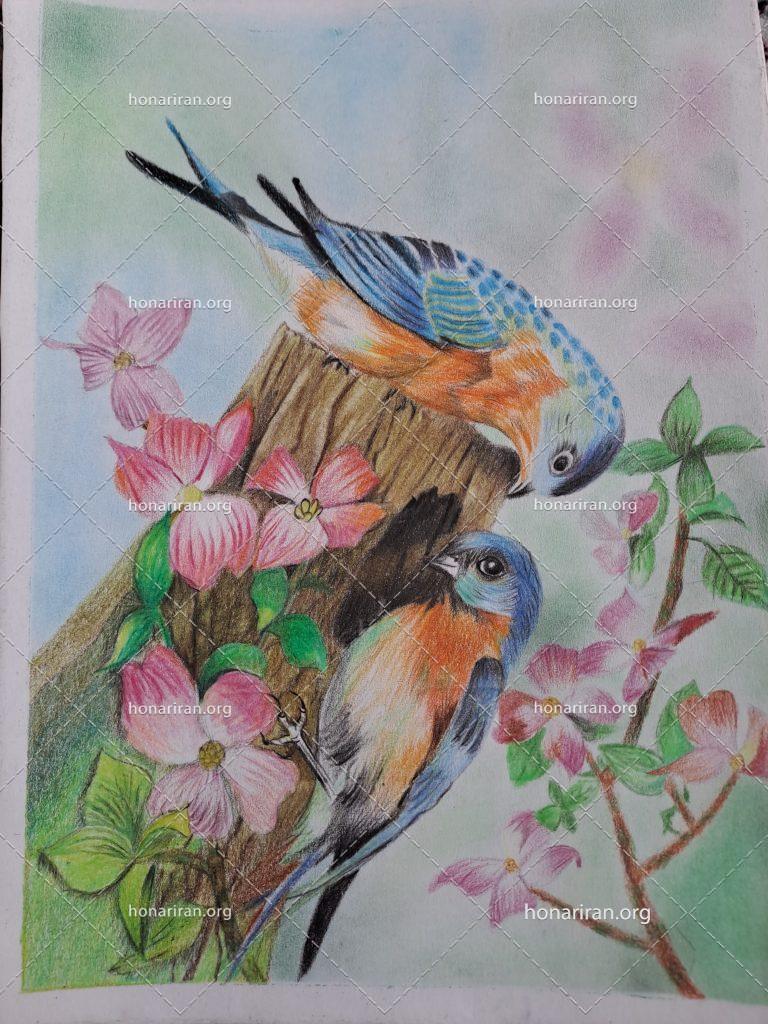 نقاشی مدادرنگی دو پرنده