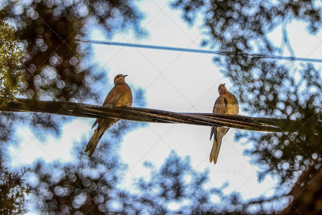 قطعه عکس عکاسی پرنده