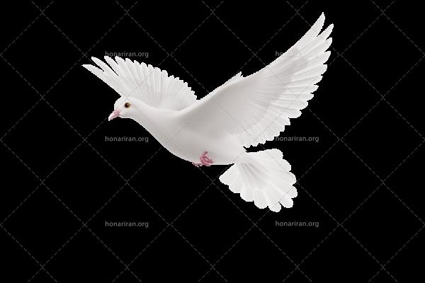 فیلم نامه انتقام