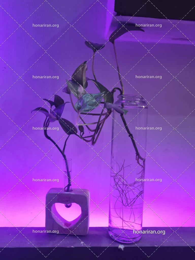 قطعه عکس گل پتوس