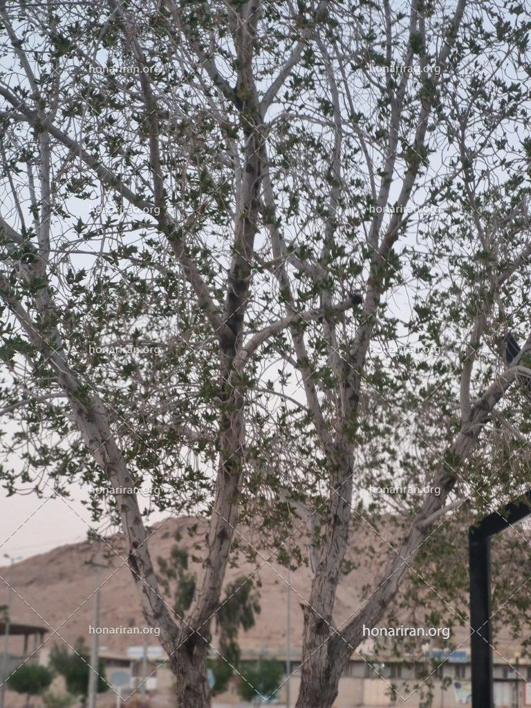 قطعه عکس طبیعت وزیبایی