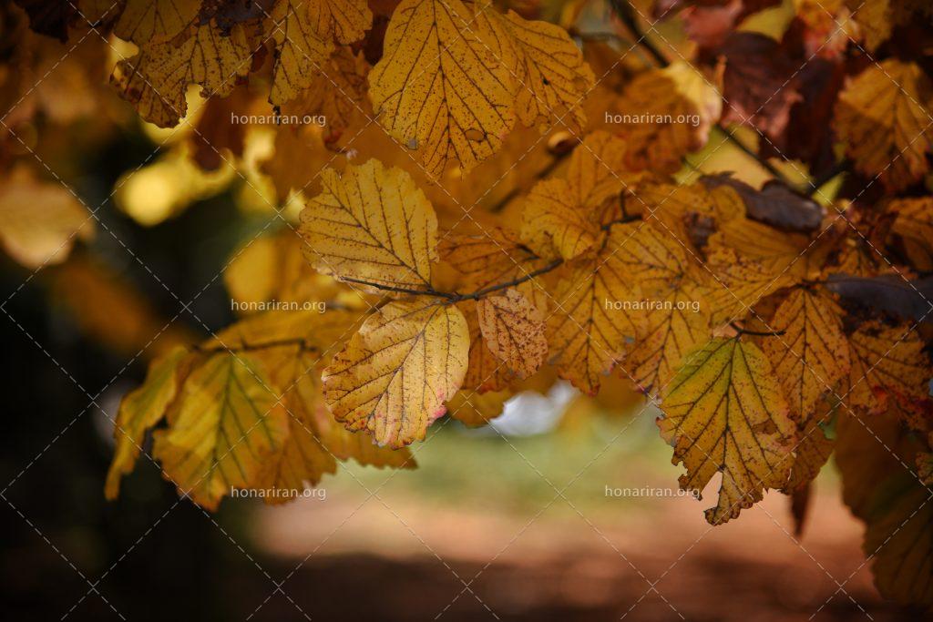 قطعه عکس پاییزی