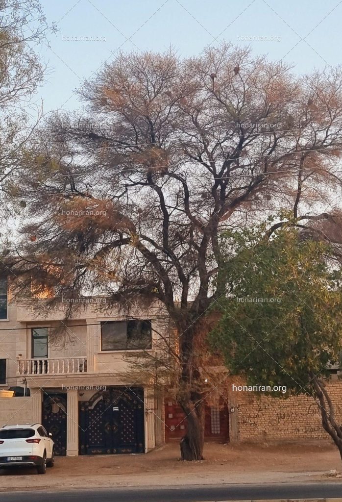 قطعه عکس، درخت شهر