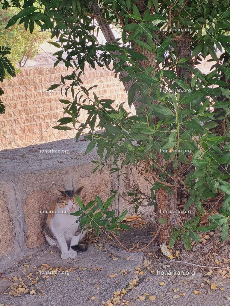 قطعه عکس چشمان گربه