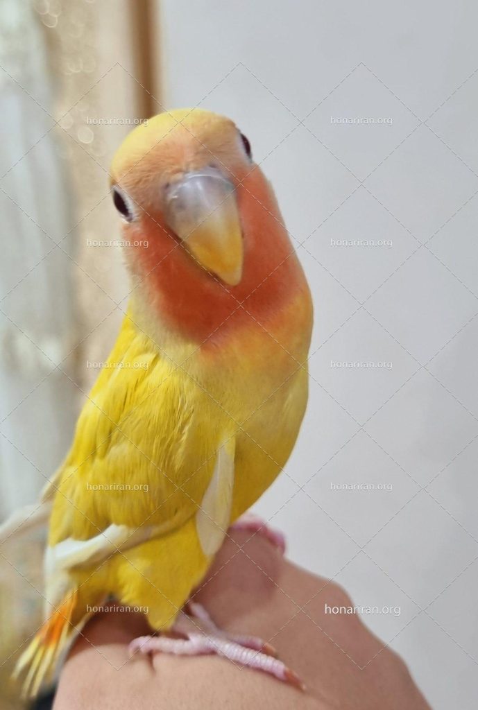 قطعه عکس طوطی برزیلی