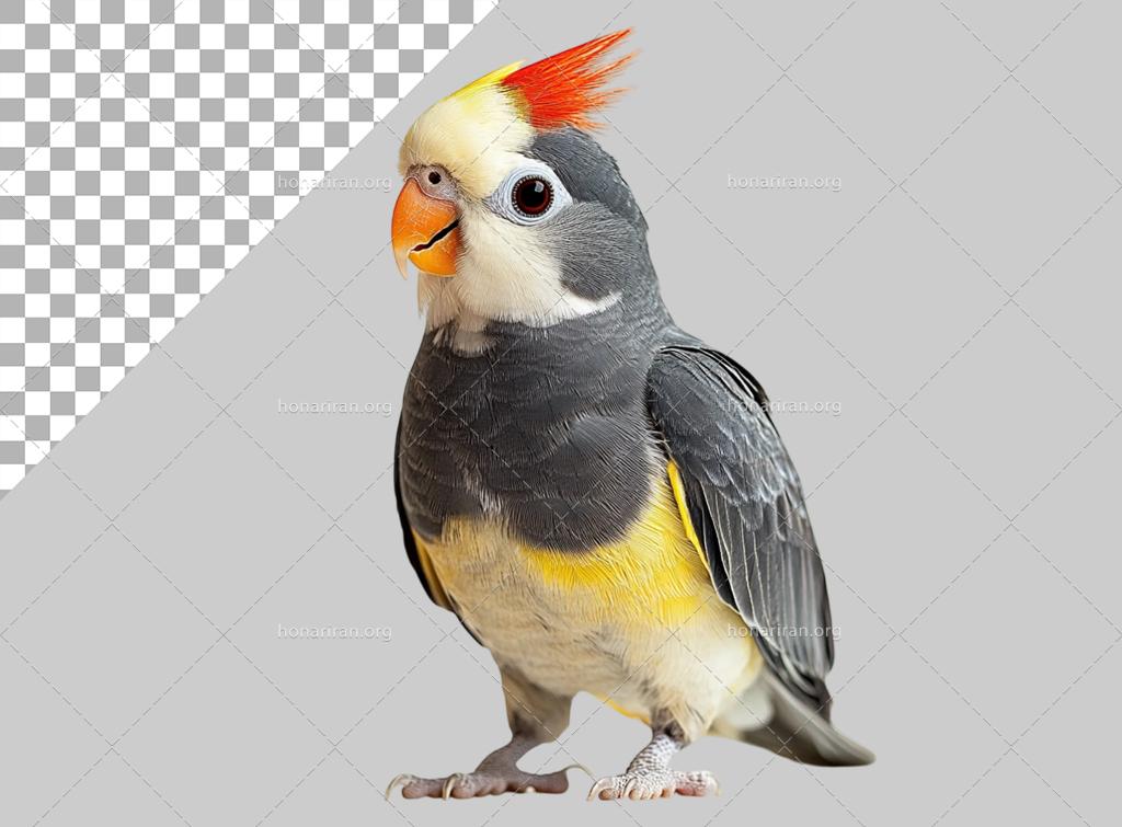 فایل لایه باز تصویر عروس هلندی