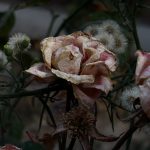 قطعه عکس طبیعت و تبلیغاتی