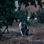 قطعه عکس طبیعت و تبلیغاتی