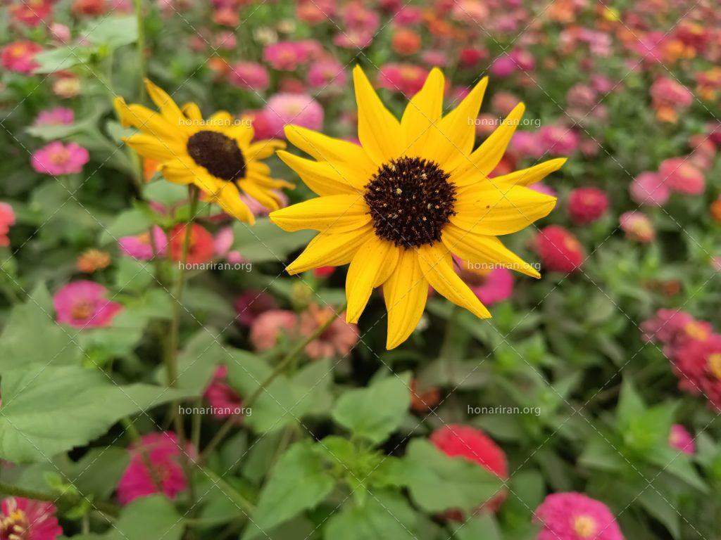 قطعه عکس رنگارنگ