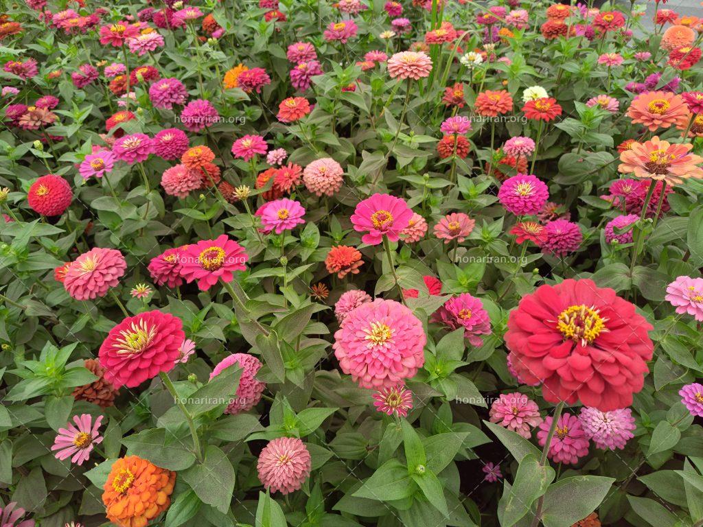 قطعه عکس گل های زیبا