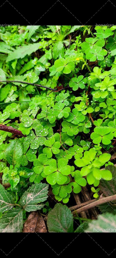 قطعه عکس از طبیعت