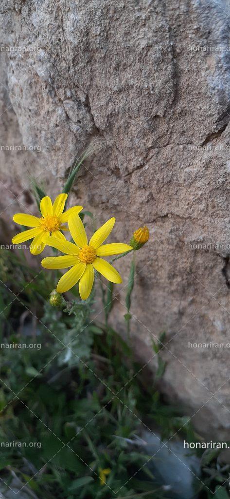 قطعه عکس گل و گیاه