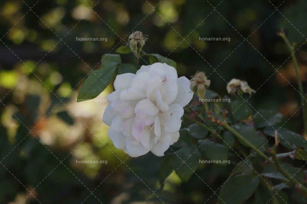 قطعه عکس گل و طبیعت سبز