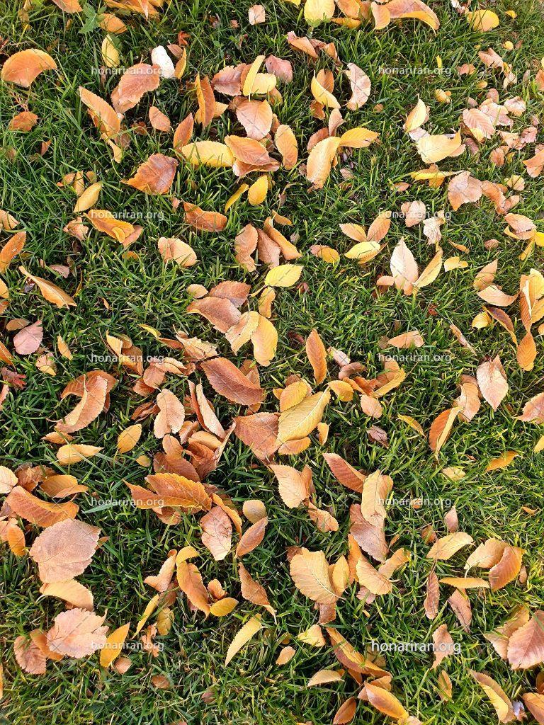 قطعه عکس قصه برگ های پاییزی