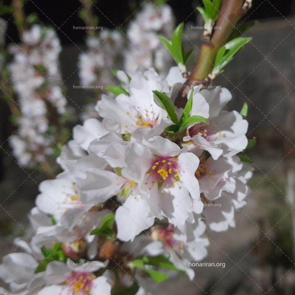 قطعه عکس شکوفه در شب